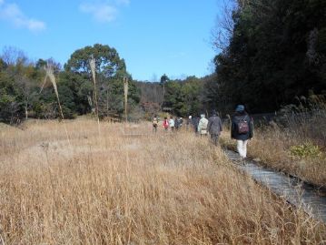 湿地エリアに移動し、すっかり枯野原となった湿地の木道を歩く参加者。