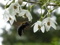 16日：エゴノキの花に訪花したキムネクマバチ