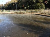 14日：凍結した温室エリアの池（氷上にうっすらと雪）