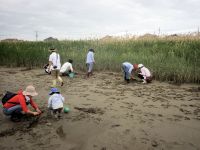  19日：「吉井川・ハマウツボと砂地の生き物観察会」川岸の砂干潟の生き物探し