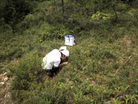 22日：モウセンゴケトリバ幼虫 サンプリング調査 調査風景