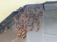26日：倉庫の屋根裏から現れたキアシナガバチの集団