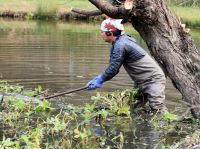 27日：温室エリア池のミツガシワの生育面積抑制のため、胴長を着用して掘り上げ作業