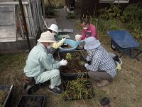 27日：蒜山産ユウスゲの植替え作業（フサヒゲルリカミキリの保全活動のため、植物園で苗を育成しています）