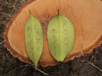 字が書けるタラヨウの葉。5日の「たき火であそぼう！」の際には、ノコギリでのタラヨウの木伐採体験も行い、葉をお土産にしてもらいました