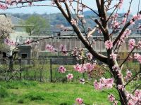 3日：植物園のまわりのモモ園が花盛りになり、まさに桃源郷の趣きです