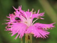 咲き始めたカワラナデシコの花で、幼虫がカワラナデシコの若い種を食べて成長する、ナデシコタネコバンゾウムシを発見