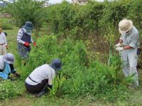 25日：ヒオウギ植栽地の草取り作業をするボランティア