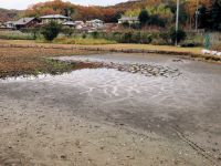 29日：ほぼ干上がった温室エリアの池（8月以降、記録的な少雨が続いており、すっかり温室エリアの池も干上がってしまいました。）