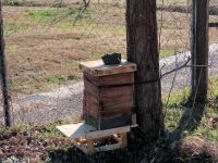 ボランティアさんの挑戦、ニホンミツバチ用の巣箱設置（植物園ボランティアさんがニホンミツバチの巣箱を持って来られました。果たして入居者（蜂）はやってくるのでしょうか）