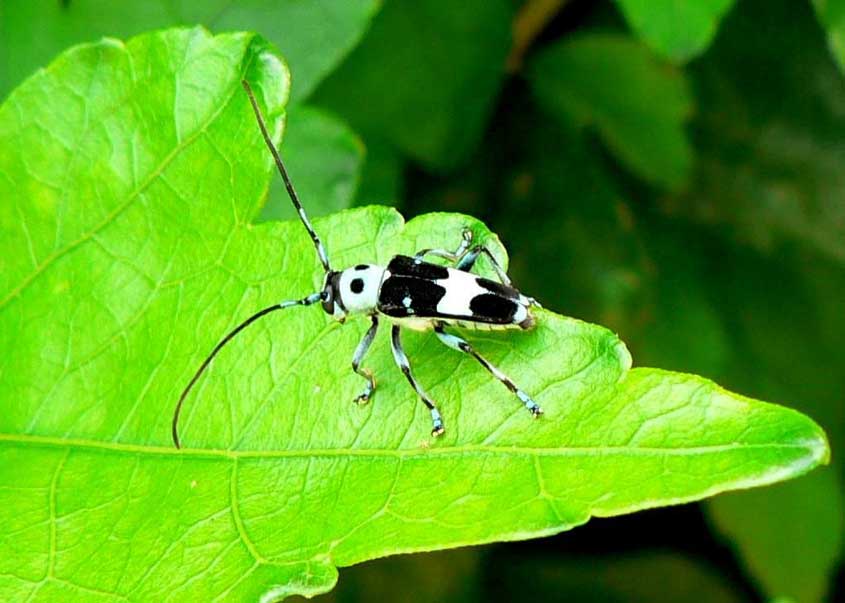 倉敷昆虫館 昆虫館の美しい虫たち