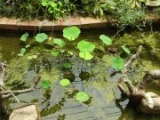 茶碗ハス（池の中。まだ咲かない）