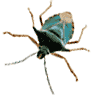 アオクチブトカメムシ