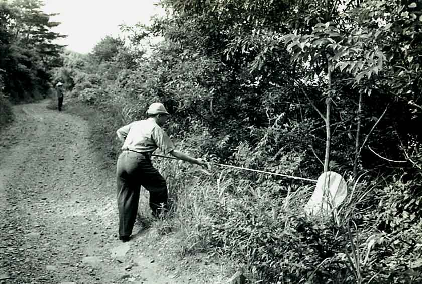 昆虫採集(成羽・吹矢 昭和36年8月)