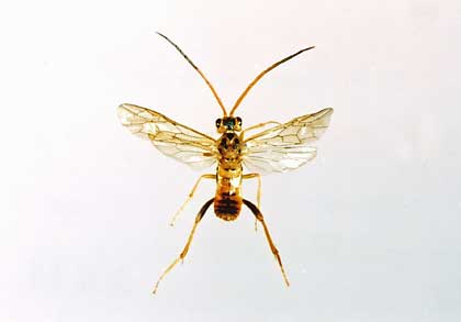 写真1　ヒゲナガハバチ（体長12mm内外）　幼虫はスミレの葉に寄生