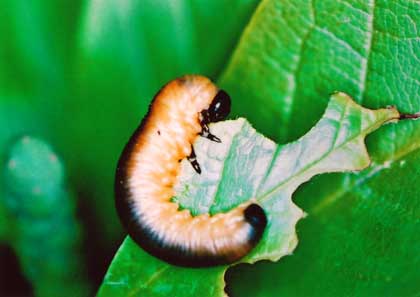 写真2 コブシハバチの幼虫 幼虫はコブシの葉に寄生
