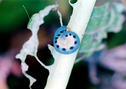 写真4　ハグロハバチ（体長9mm内外）　幼虫はスイバやギシギシ、イタドリなどに寄生