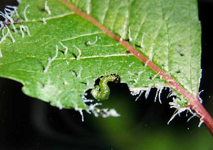 写真6　サクツクリハバチ（体長6mm内外）　幼虫はヤマナラシやヤナギなどの葉に寄生