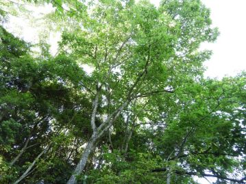 高さ20mを超えることもある落葉高木。瀬戸内地域では雑木林の主要な構成樹種である。
