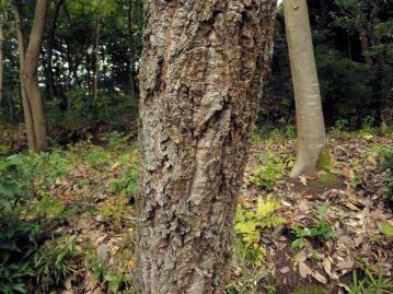樹皮は分厚いコルク質が発達し、深い縦の皮目がある。和名はこの樹皮を「あばた」に見立てたもの。