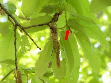 花は雌雄異花で、雄花序はひも状で新枝からぶら下がる。雌花は新枝の枝先に着き、小さい（赤矢印の先にある）