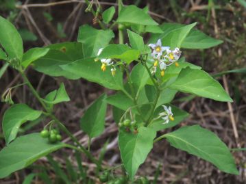 北アメリカ原産の外来（帰化）植物。 日当たりの良い道ばたなどに生育し、岡山県でも全域でごく普通に見られる。