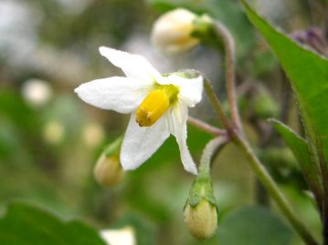 花は夏以降、結実しつつ初冬まで見られる。花冠は5裂、直径0.5～1cmほど。 この花は白色だが、紫色を帯びる場合が多い。