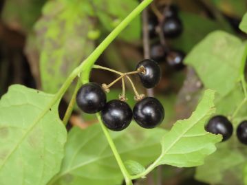 果実は直径0.5～1cmの球形の液果で黒色に熟す。 果実の光沢は、かなりあったり、あまりなかったりと幅がある。
