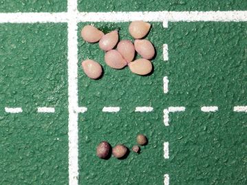 種子（上）は長さ1～1.3mm、淡黄色で表面には細かな網目模様がある。 1果実あたり4～10個の球状顆粒（下）を含む。