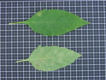 葉は質薄く、卵形～長卵形。 葉縁は全縁か大型の歯牙がある。 葉の表裏には短毛があるが、密度には幅がある。