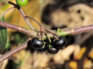 オオイヌホオズキ S. nigrescens の果実。 花（果）柄が花序軸にばらついて付き、果実に弱い光沢がある。