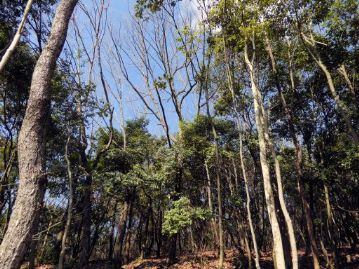 アベマキが高木層を優占する雑木林の下層に生育するアラカシ。やがて常緑林へと遷移していく。