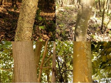 樹皮は、凸凹の皮目があるもの、横方向にしわがあるもの、縦に浅い裂け目があるなど、様々である。