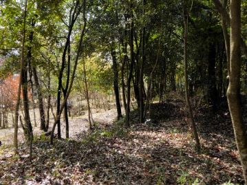 常緑樹の茂った林床（写真右方向）と手入れを行い、明るい林床（写真左方向）。