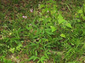 北アメリカ原産の帰化植物。乾燥した環境を好み、少雨乾燥の気候の岡山県南部ではいたる所に生育する。