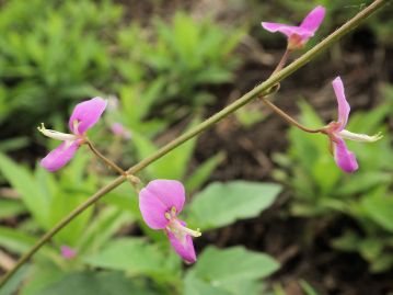 花は長さ6～9mmの蝶形花。雄ずいと雌ずいは翼弁と舟弁に覆われているが、昆虫が訪花すると露出する。