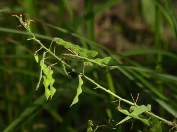 花後には3～6節にくびれた扁平な果実ができる。果実は地上部が枯れたあとも落下せずに残存する。