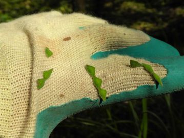 果実は節の部分で容易に折れ、表面に密生するカギ状の細毛で衣服などに付着する、「ひっつきむし」である。