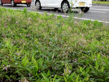 道路わきの荒れ地に生育する。里山的な環境に生育する在来種と比較して「荒地」に生育することが和名の由来。