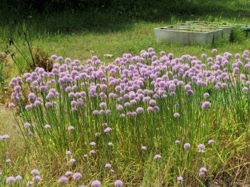 植物園内の圃場で満開となったアサツキ。食用となり、古くから栽培される植物である。