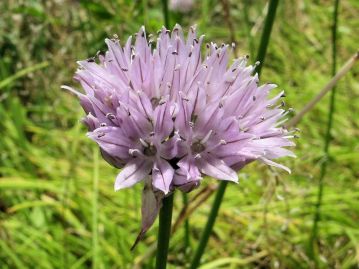 すべての雄しべが花粉を出し終わるころ、雌しべが伸長してきて受粉可能となる。（写真：高知県産）