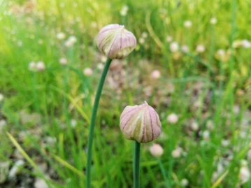 蕾は、紫色を帯びる膜質の総苞に覆われ、いわゆる「ネギ坊主」の状態となる。