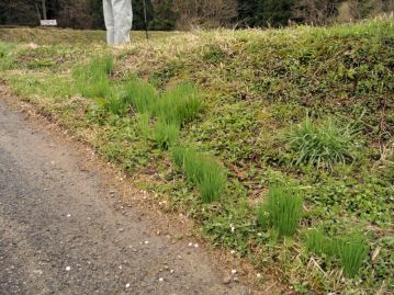 葉の歯牙は、木が年を経ると、だんだんと小さく目立たなくなり、最終的には全縁の葉となる。