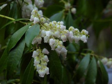 春、枝先にスズランのようなつぼ型の花を多数咲かせる。葉は枝の先に集まるようにしてつく。