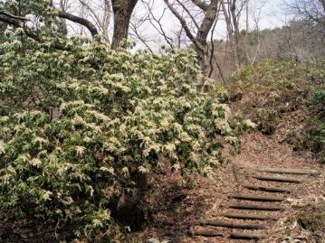 日当たりの良い場所に生育するものは、木全体が白く見えるほど多くの花を咲かせる。