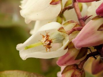 花の断面。雄しべの葯には2本の刺状突起があり、昆虫が触れると葯から花粉がこぼれる。
