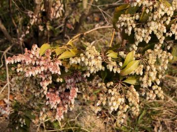 植物園に植栽されている株。蕾が赤色を帯びるものと淡緑色のものが枝変わりで咲いている。