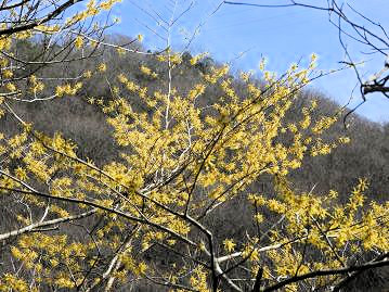 2～3月頃、葉の展葉に先立って鮮黄色の花を咲かせる。岡山県のマンサク属の樹木としては比較的普通。