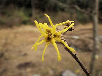 花弁は長さ2cm程度で線形、4弁。花弁、がく片ともに鮮黄色をしており、まるで「錦糸卵」のよう？