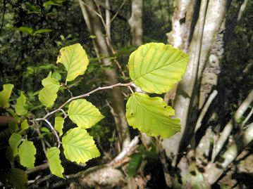 葉は互生、長さ4～13cm、幅3～11cm程度でマンサクとほぼ同じ形状。葉縁には波状の鋸歯がある。